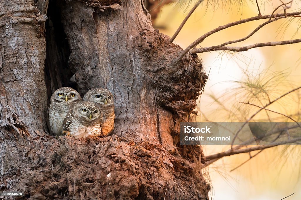 Famille des chouettes tachetées (Athene brama) au nid - Photo de Chouette libre de droits