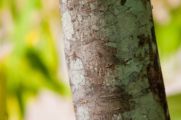 istock Madidi National Park Bolivian Amazon 618460786