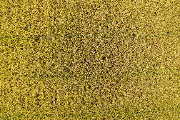istock Top view of rice field 618461846