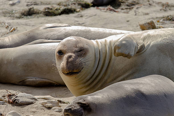 guiño de elefante marino - foca fotografías e imágenes de stock