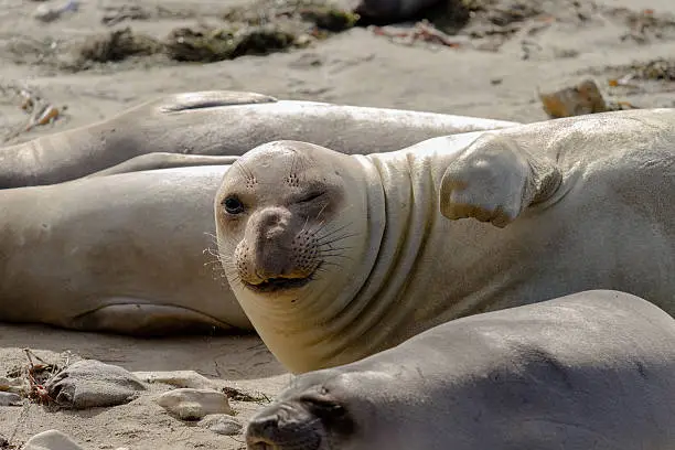 Photo of Elephant seal winking