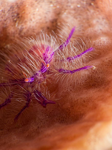istock Hairy squat lobster sit on sponge 618464452