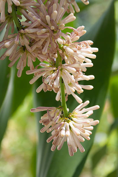 istock Beautiful Dracaena flower in the garden 618465406