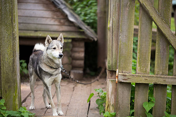 istock Lonely dog watching out of his kennel 618466456