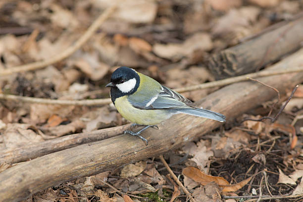 istock portrait of tit 618512086