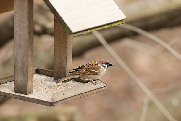 istock Portrait of a sparrow 618512280