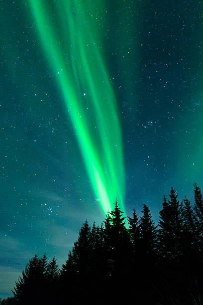 istock Northern Lights over pine trees in Norway during winter 618513238
