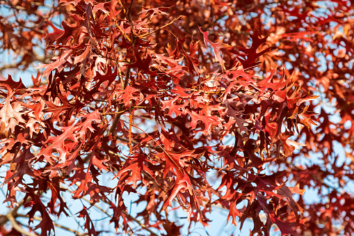 Red Autumn leaves of Pin Oak, known as swamp Spanish oak, growing in South Australia