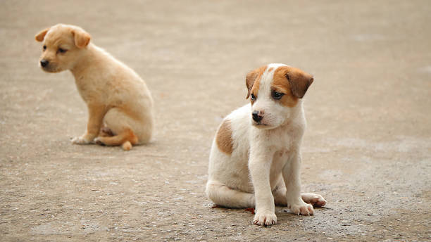 istock Stray dog hungry food 618515500