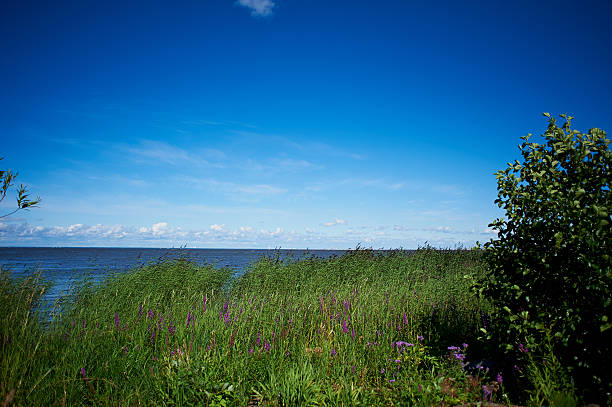 istock The beach , the overgrown green grass. Blue sky 618515774