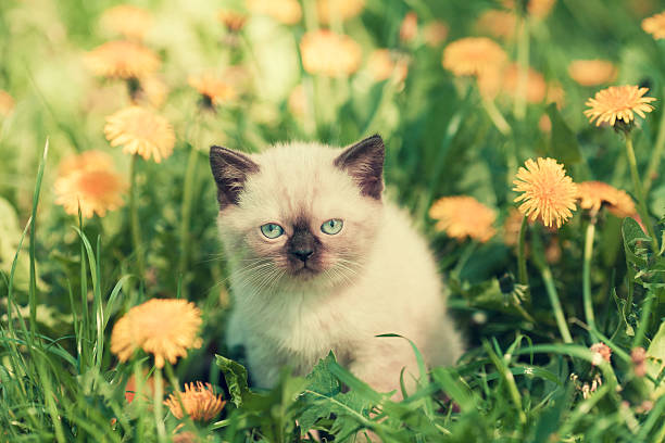 istock Siamese kitten sitting on lawn of dandelions 618516836