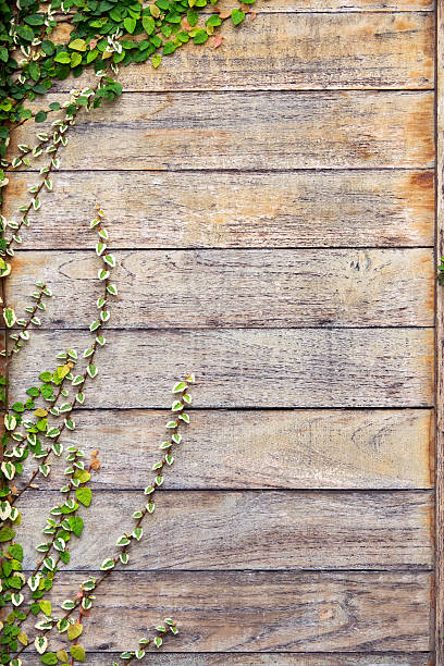 istock Background old wall and ivy leaves 618517304