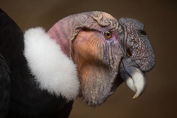 Andean condor (Vultur gryphus). Andean condor (Vultur gryphus). Wildlife animal. condor stock pictures, royalty-free photos & images