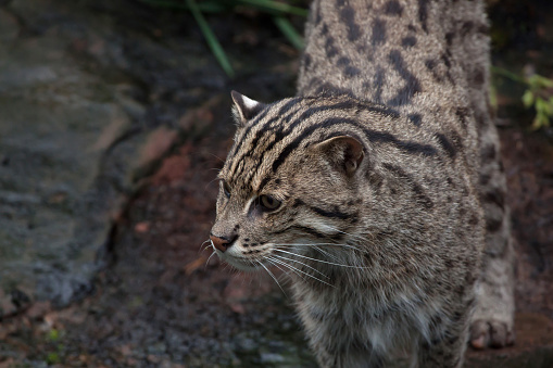 釣り猫(ベンガルヤマネコ属 viverrinus). - ストックフォト・写真素材...