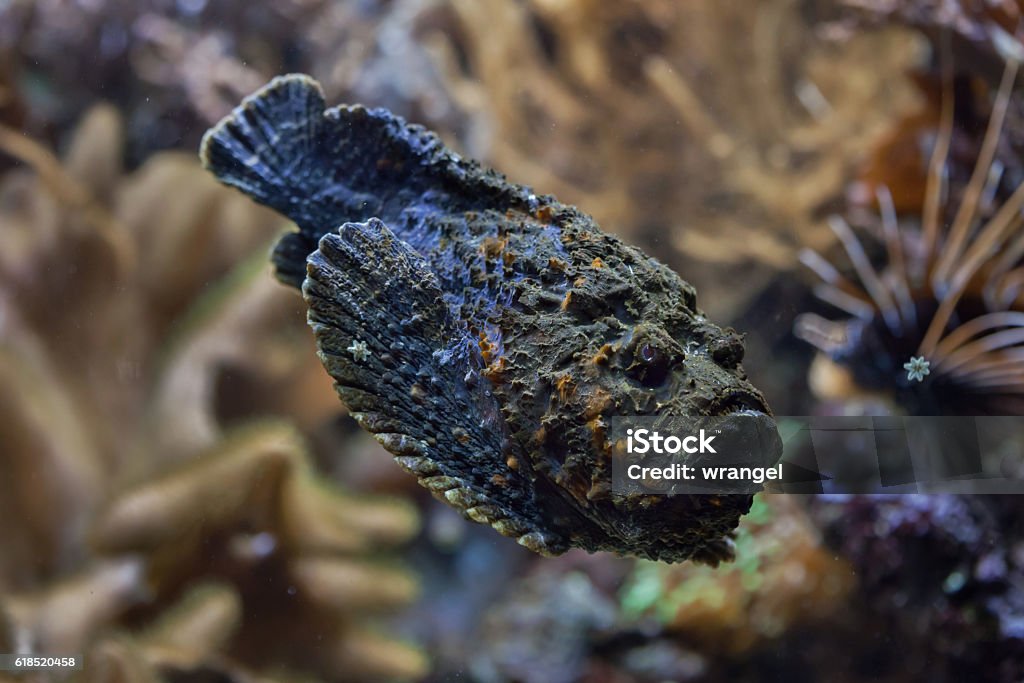 Reef stonefish (Synanceia verrucosa). Reef stonefish (Synanceia verrucosa), also known as the stonefish. Wildlife animal. Stonefish Stock Photo
