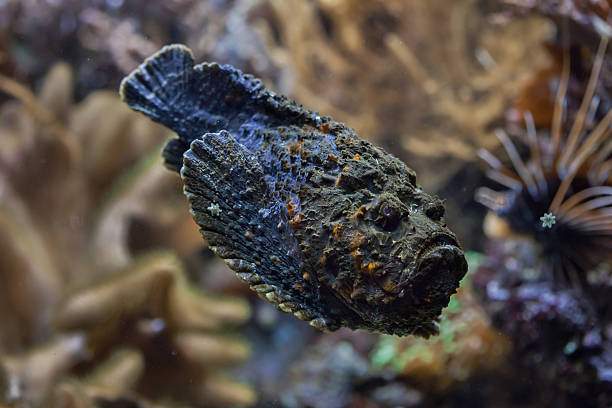 Reef stonefish (Synanceia verrucosa). Reef stonefish (Synanceia verrucosa), also known as the stonefish. Wildlife animal. ray finned fish stock pictures, royalty-free photos & images