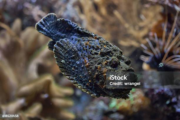 Reef Stonefish Stock Photo - Download Image Now - Stonefish, Australia, Animal
