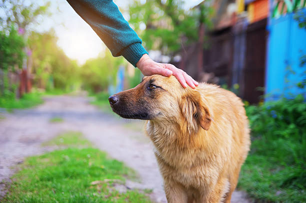 istock Woman hand caresses a dog 618521054