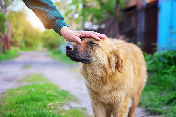 istock Woman hand caresses a dog 618521124