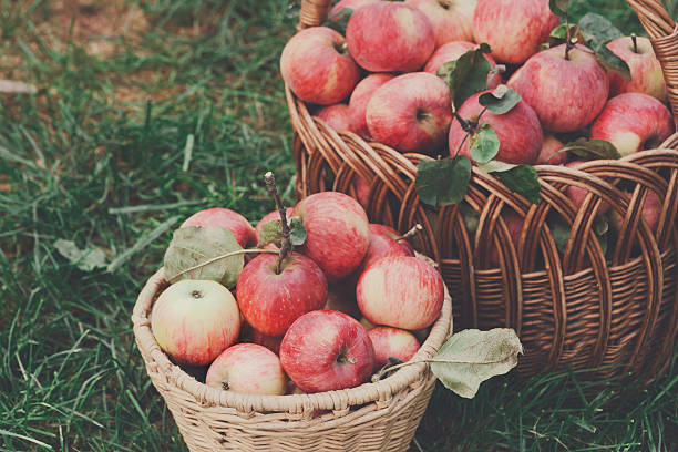 istock Baskets with apples harvest in fall garden 618526466