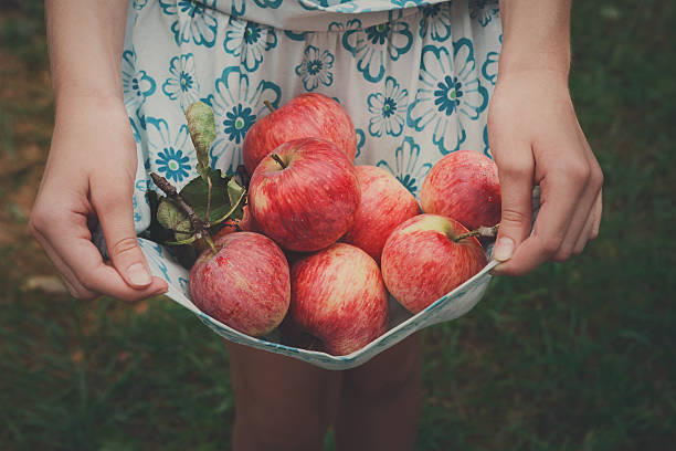Girl holds apples in skirt hemline Girl holds apples in hemline. Child's hands pick red ripe apples in skirt on green grass background. Closeup of organic fruits. Autumn garden in village. Gather harvest at farm, agricultural concept abundance stock pictures, royalty-free photos & images