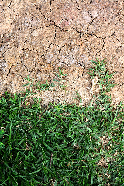 istock green grass and dry land 618528502