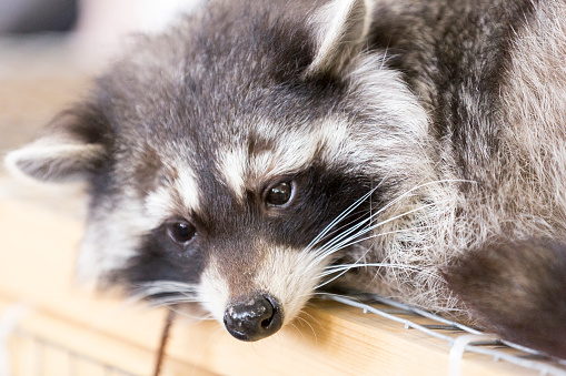 a Raccoon hunts for food in a marsh near the Gulf Coast of Texas