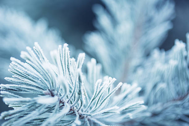 冬のシーン - 曇った松の枝。森の中の冬 - frozen branches ストックフォトと画像
