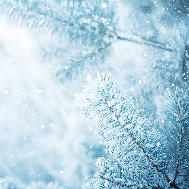 istock Winter scene - Frosted pine branches. Winter in the woods 618530052