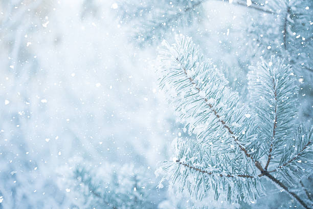 istock Winter scene - Frosted pine branches. Winter in the woods 618530314