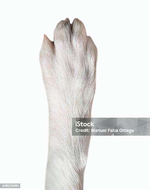 Photo libre de droit de Gros Plan De La Patte De Chien banque d'images et plus d'images libres de droit de Chien - Chien, Patte, Jambe animale