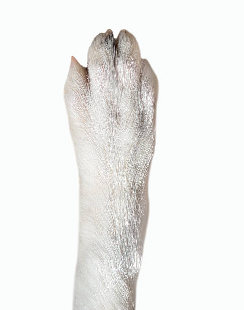 closeup of dog paw Close-up of dog paw isolated on white background. Dog breed is Border Collie animal leg stock pictures, royalty-free photos & images