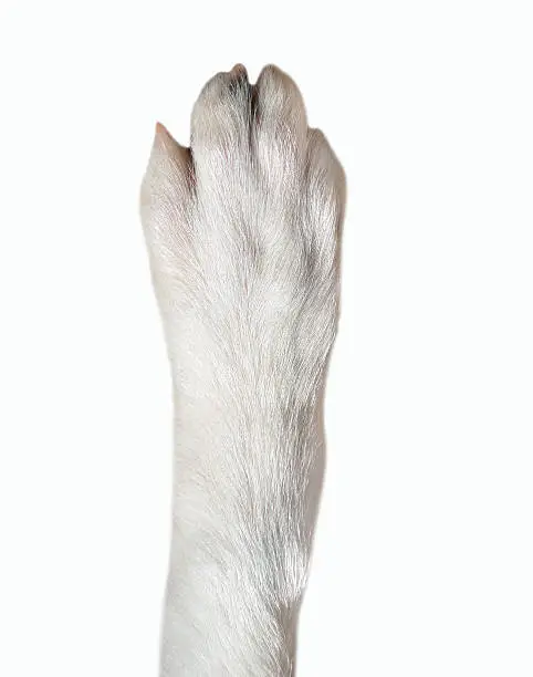 Photo of closeup of dog paw