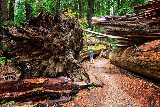 dyerville giant, humboldt redwoods state park, ca - ancient tree usa california - fotografias e filmes do acervo