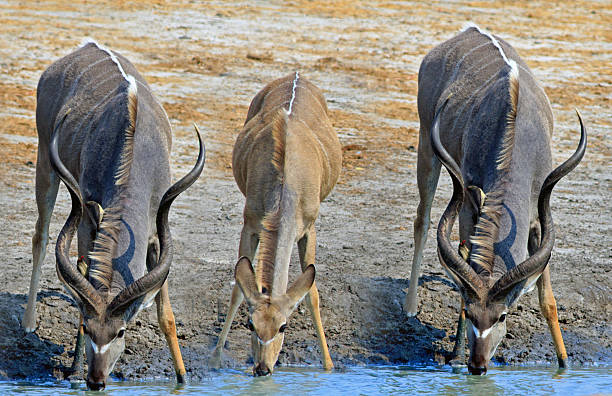 three kudu drinking from a waterhole - hwange national park imagens e fotografias de stock