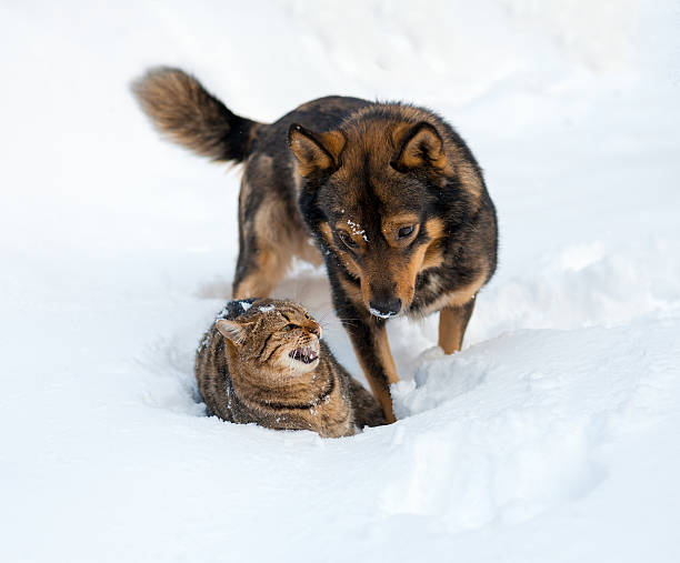 istock Cat and dog playing together on the snow 618532706
