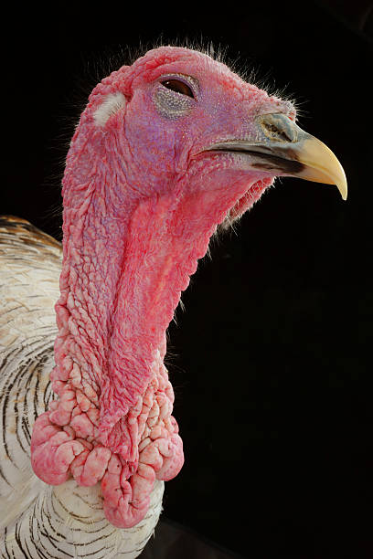 istock portraits of turkey-cocks 618532930