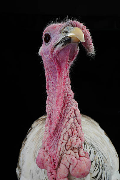 istock portraits of turkey-cocks 618532942