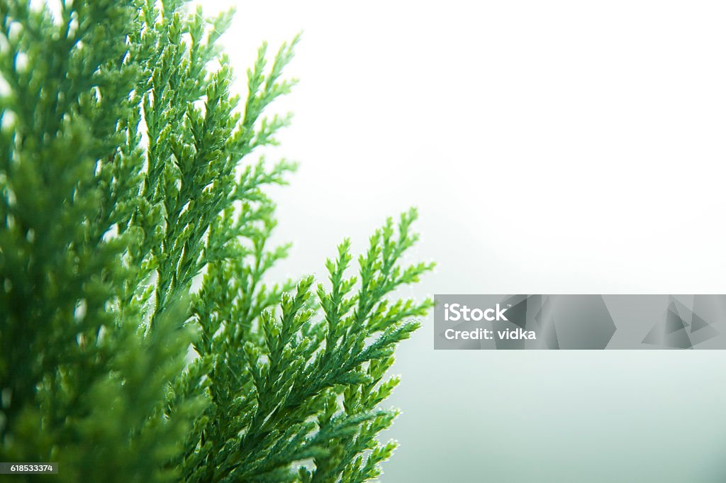 cypress background close up of a cypress twigs in morning light. space for text. American Arborvitae Stock Photo