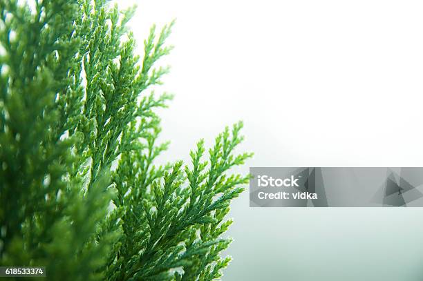 Cypress Background Stock Photo - Download Image Now - American Arborvitae, Bush, Tree