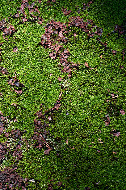 istock Moss in the sunshine filtering through foliage 618534354