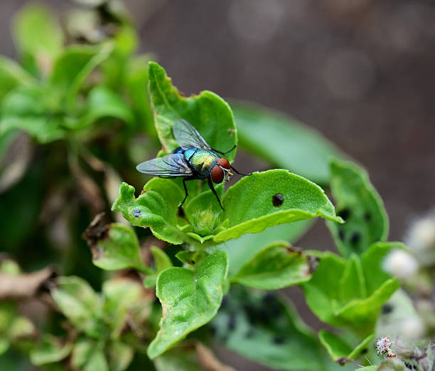 istock house fly(flies) close up sitting on green leaf 618534436