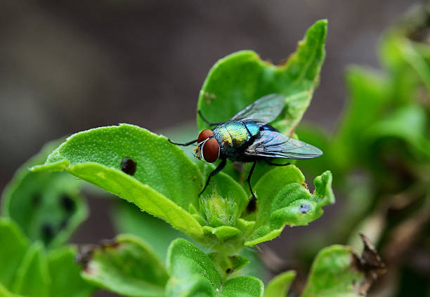 istock house fly(flies) close up sitting on green leaf 618534454