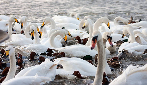istock Many Swans feeding on a lake with ducks 618534808