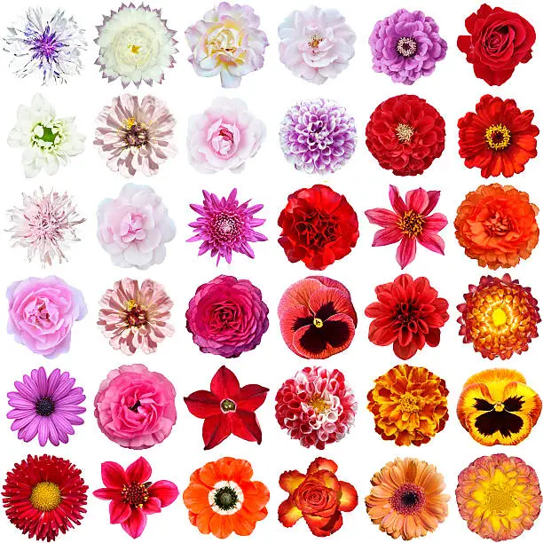 Colorful collage of flowers, collage flowers on isolated background