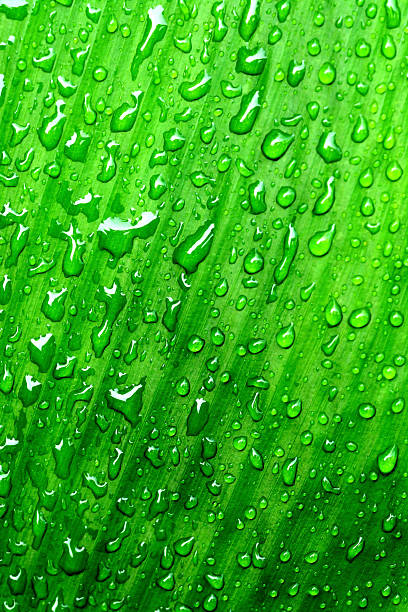 istock Beautiful green leaf with drops of water 618535084