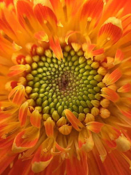 istock Closeup of stigma's flower 618535624