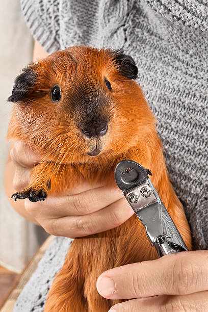 istock cutting claws of guinea pig 618537764