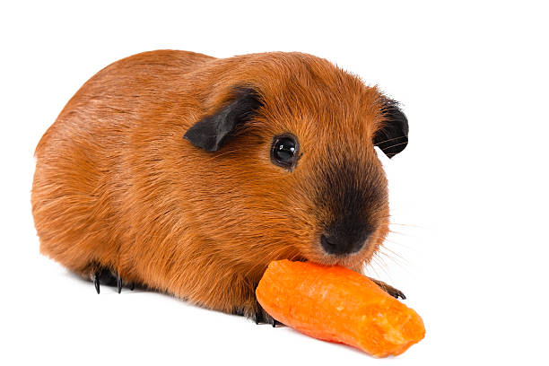 istock guinea pig eating fresh carrot on white background 618537784