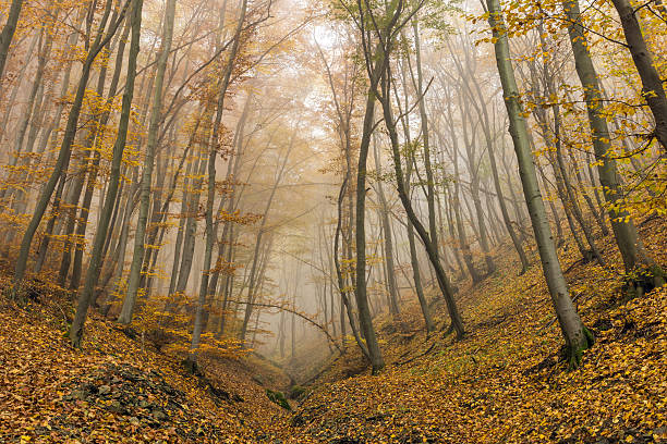 istock Fog in the yellow forest, Vitosha Mountain, Bulgaria 618538846